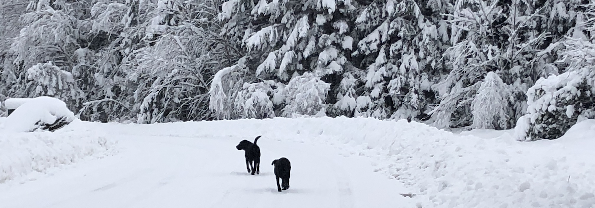 Snowy Dogs on Trail 2019