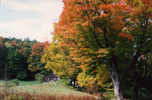 Autumn Foliage