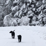 Snowy Dogs on Trail 2019